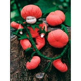 Набор для шитья вальдорфской куклы "Малыш тыковка", De Witte Engel, A22500